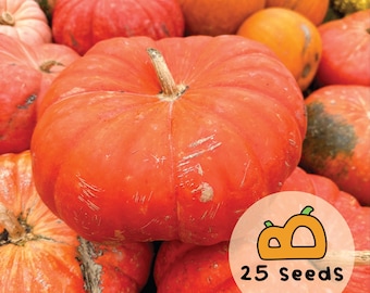 25 Cinderella Pumpkin Seeds