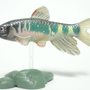 Yujin Primary Color Freshwater Fish Encyclopedia I Gashapon Pale Chub