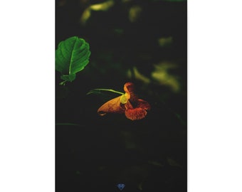 Vibrant Red Touch Me Not &#39;Against The Darkness&#39; - Perfectly Visualised On Canvas
