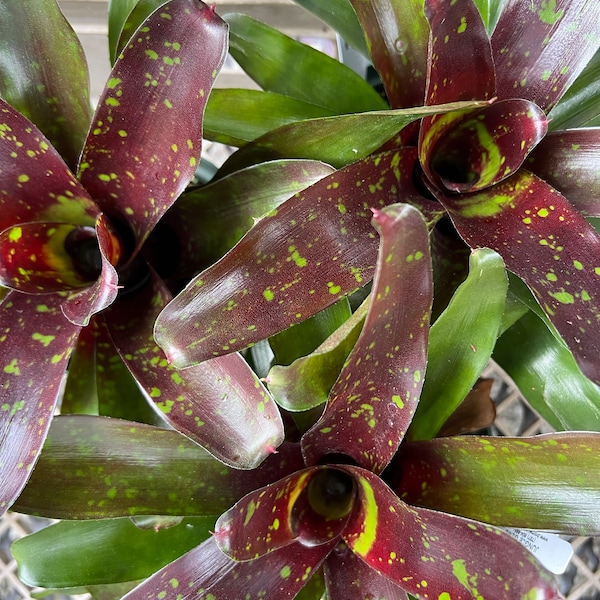 Neoregelia Orcosa