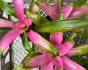 Neoregelia Cotton Candy