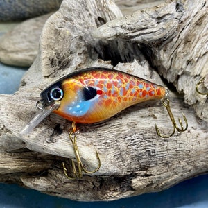 6.0 cm Sunrise Pumpkinseed