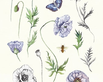 Printable Shirley Poppies Poster Wildflowers Watercolor Floral Clipart Blue Spring Flowers Botanical Art Print for Kids room