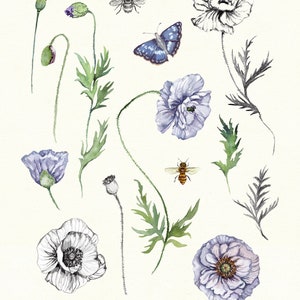 Affiche imprimable coquelicots Shirley fleurs sauvages aquarelle Clipart floral fleurs de printemps bleu impression d'art botanique pour chambre d'enfants image 1