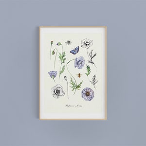 Affiche imprimable coquelicots Shirley fleurs sauvages aquarelle Clipart floral fleurs de printemps bleu impression d'art botanique pour chambre d'enfants image 2