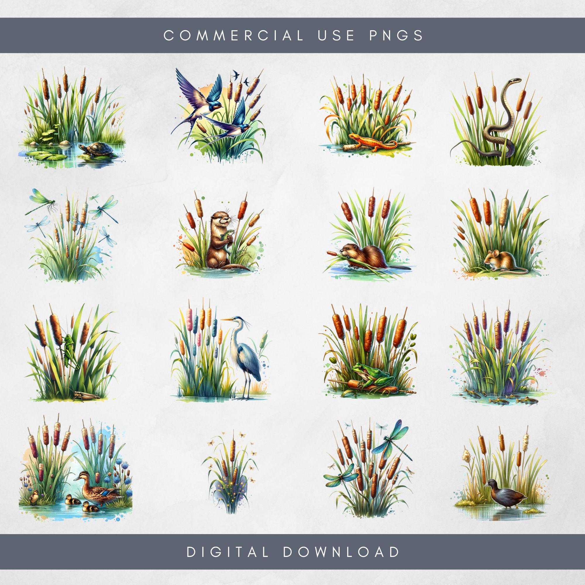 Curated visual reference: Wild Pets In Cattails Arising Reference: Clipart Cattail Grass Set Sublimation Digital Download Marsh Cattail