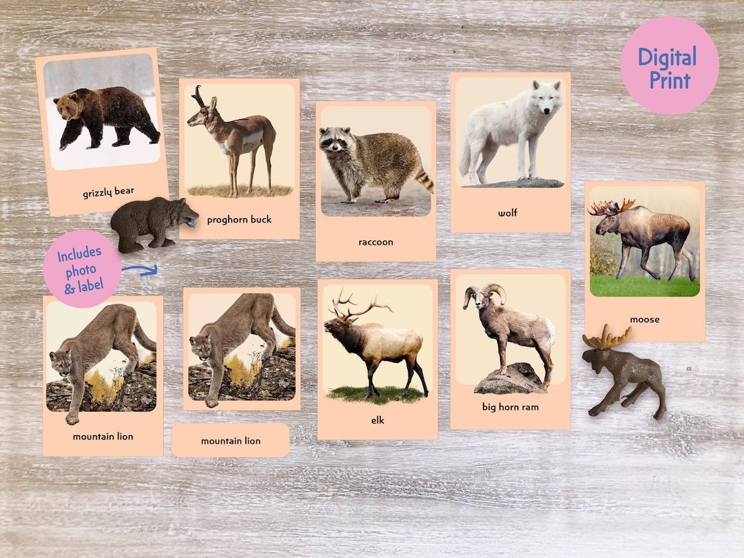 North America Animals Montessori Cards: Three Part Flash Cards ...