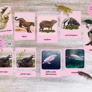 Spanish Montessori Cards - Three Part Cards - South America Animals Nomenclature Cards - Flash Cards - Printable