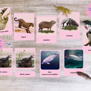 Montessori Cards - Three Part Cards - South America Animals Nomenclature Cards - Flash Cards - Printable