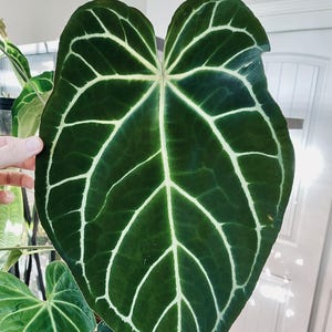 Anthurium Magnificum X Luxurians - Etsy
