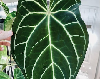 Anthurium Crystallinum x Magnificum