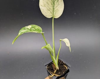 Menta Monstera *PLANTA EXACTA*