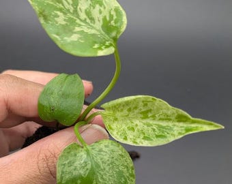 Monstera Bulbasaur *EXACT PLANT*