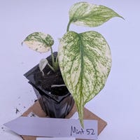 Monstera Burle Marx Flame – Rare Aroid in 3.5 & 4 Inch Pot-us Seller - Etsy