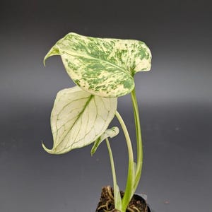 Monstera White Monster *EXACT PLANT*