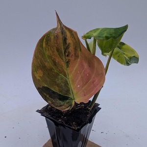 Philodendron Micans Aurea *EXACT PLANT*