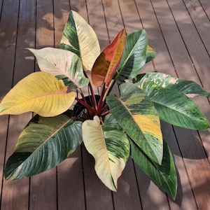 Hoya Red Dragon - Etsy