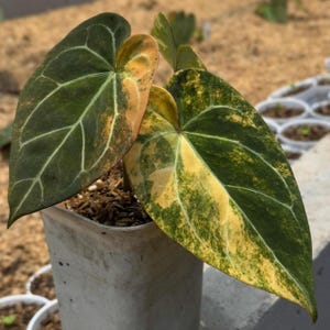 Anthurium Papillilaminum X Magnificum - Etsy