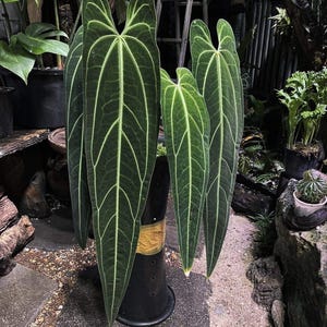 Variegated Anthurium Warocqueanum - Etsy