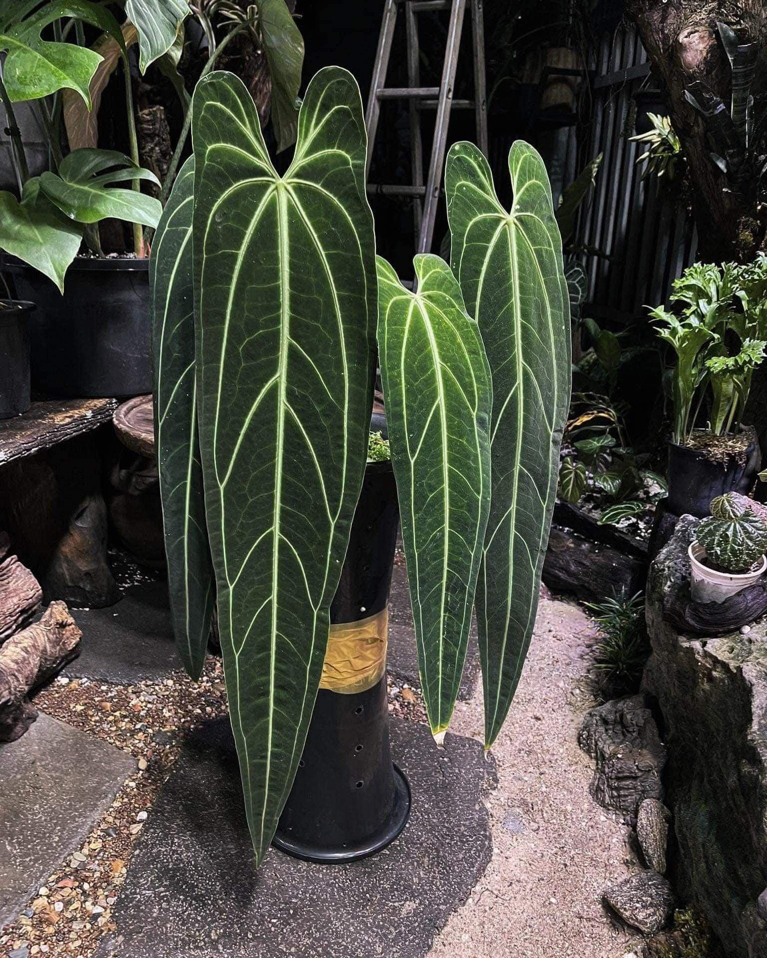 agave attenuata salm dyck Variegated Dwarf Smooth Agave (Agave desmettiana 'Variegata') – Plants  Express main image 1