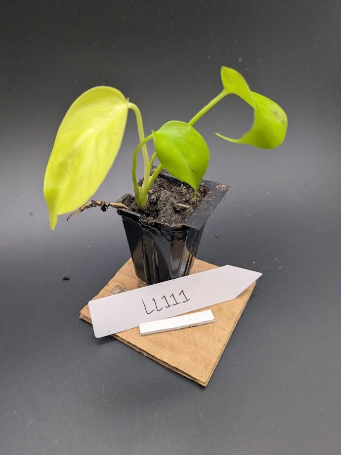 Monstera Lemon Lime - Etsy