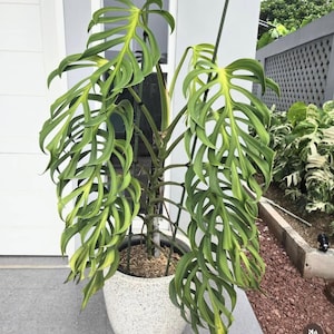 Monstera Burle Marx Flame Variegated - Etsy