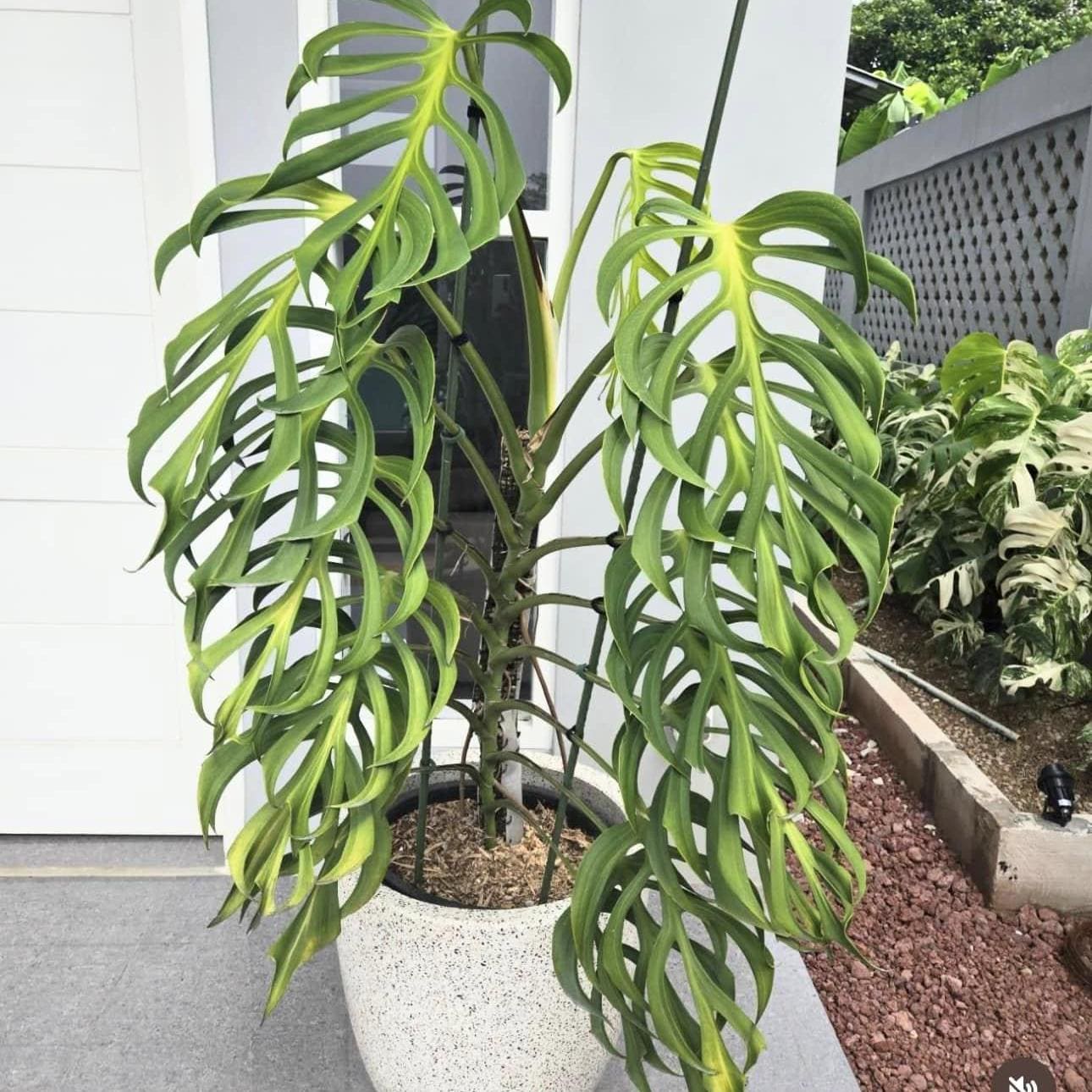 Monstera Burle Marx Flame - Etsy