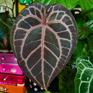 Puede incluir: Primer plano de una gran hoja de Anthurium en forma de coraz&oacute;n. La hoja es de un verde oscuro profundo con una red de venas de color rosa claro. Los bordes de la hoja tienen un tono m&aacute;s oscuro, casi negro. Otras plantas verdes son visibles en el fondo.