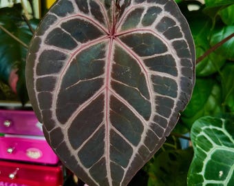 anthurium antolakii × self scott cohen Scott Cohen Anthurium Antolakii (known as BVEP) X NSE Anthurium
