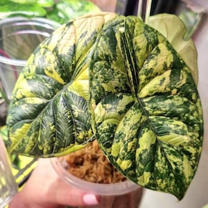 Alocasia Dragon Scale Variegated - Etsy