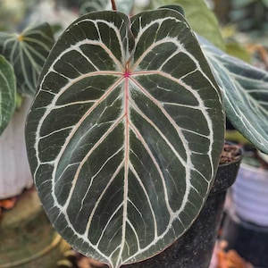 Anthurium King of Spades - Etsy