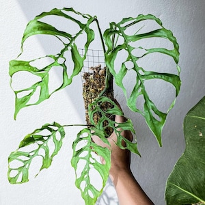 May include: A Monstera obliqua plant with bright green, deeply fenestrated leaves featuring large, irregular holes. The plant is attached to a vertical moss pole supported by a thin black wire grid, showcasing its trailing growth habit.