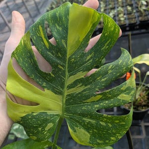 May include: A variegated Monstera leaf featuring a striking pattern of deep forest green and bright lime yellow splashes. The large, heart-shaped leaf displays natural fenestrations and distinct sectoral variegation across its surface.