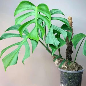 Sierrana Monstera - Etsy