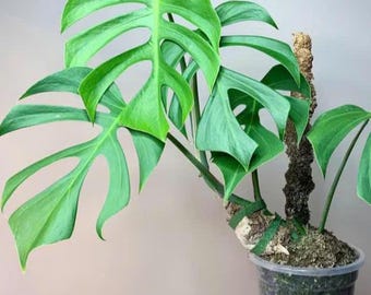 Monstera Sierrana - Rare - 2in Pot - Etsy