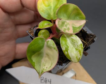 Philodendron Billietiae Variegated *EXACT PLANT*