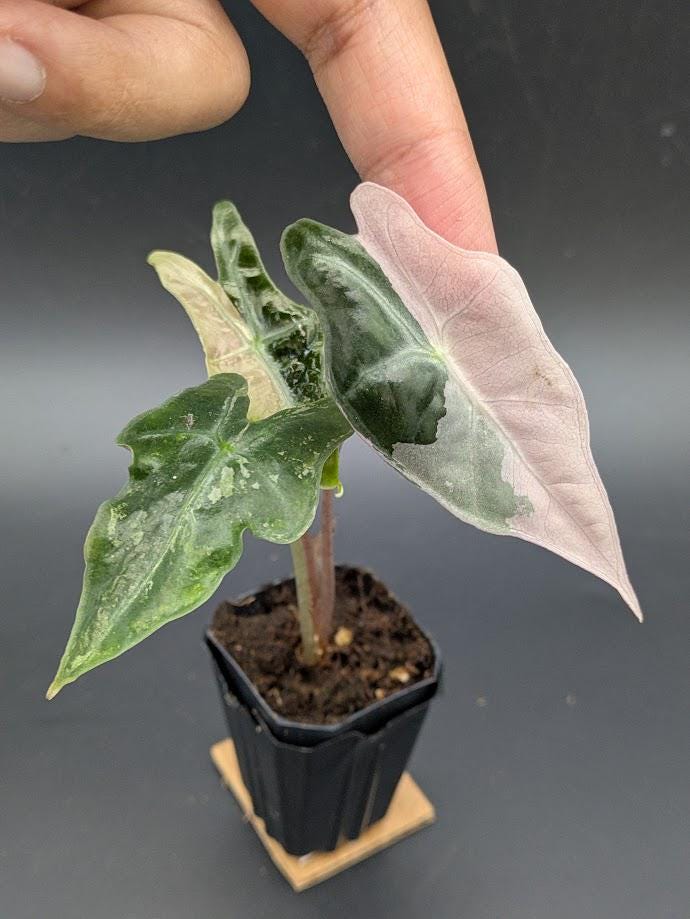 Alocasia Nobilis Pink (korean Version) - Etsy
