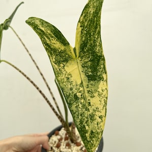 Alocasia Zebrina Variegated - Etsy