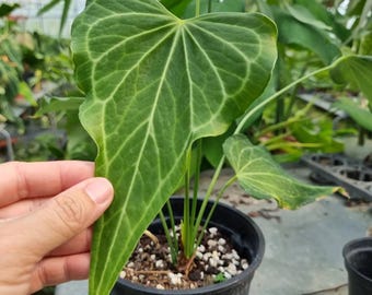 Anthurium Delta Force