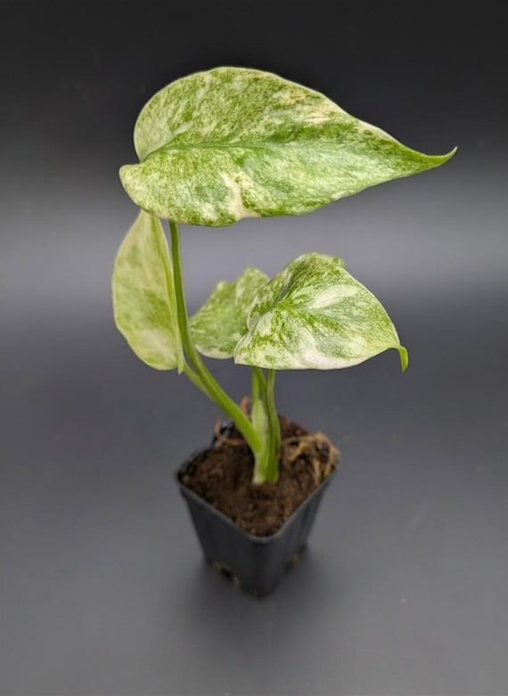 Monstera Green Snow - Etsy