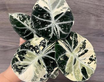新品　alo ヨガブラ W9818R ブラック/ホワイト M Alocasia Ninja - Black Plants - Tropical Houseplant - Live Plant