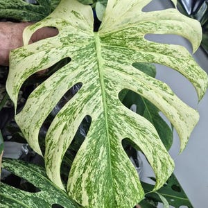 monstera kette Halskette main image 1