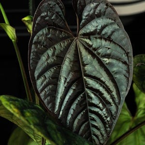 monstera adansonii type Monstera adansonii – The Plant Lady SF main image 0