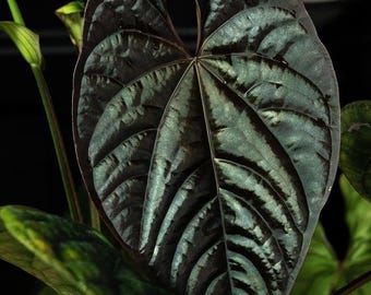 Seed Grown Anthurium Black Sweet X Fort Sherman Starter Plant (ALL