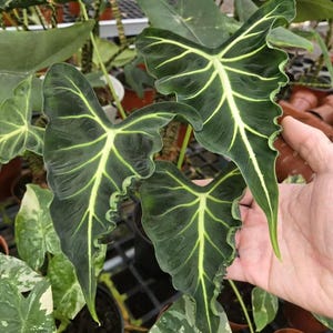 May include: An Alocasia plant with large, dark green, heart-shaped leaves featuring prominent, light yellow-green veins. The leaf edges have a distinct, wavy, ruffled texture. The foliage is displayed in a nursery setting with other plants.