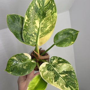 May include: A top-down view of a potted houseplant with large, variegated leaves. The leaves display a mix of green and creamy yellow patterns. The plant is in a clear plastic pot, showcasing the soil and roots.