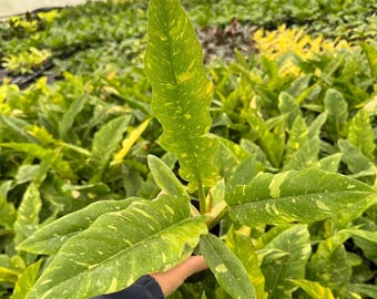 Philodendron Ring of Fire Variegated