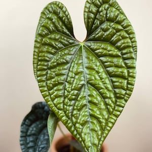 Philodendron Luxurians - Etsy