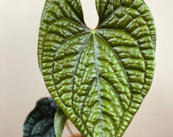 Scott Cohen Anthurium Antolakii (known as BVEP) X NSE Anthurium