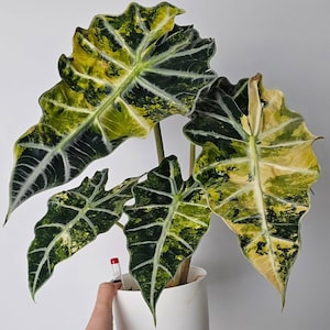 Alocasia Polly Aurea - Etsy